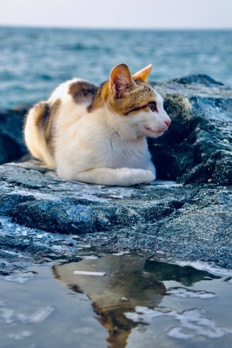 海邊與貓